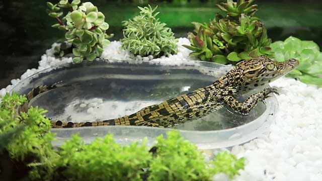 Cách nuôi cá sấu cảnh cực dễ thương, cực ngầu tại Hà Nội