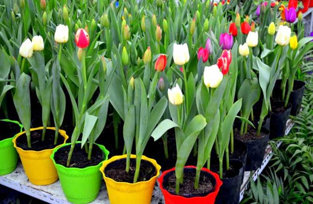 Cách trồng hoa tulip trong chậu