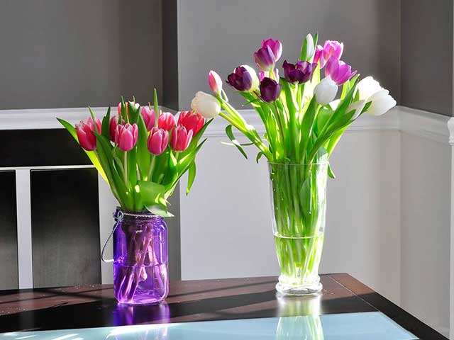Cách trồng Hoa tulip trong nước dân phố đang tìm kiếm - Fao.org.vn