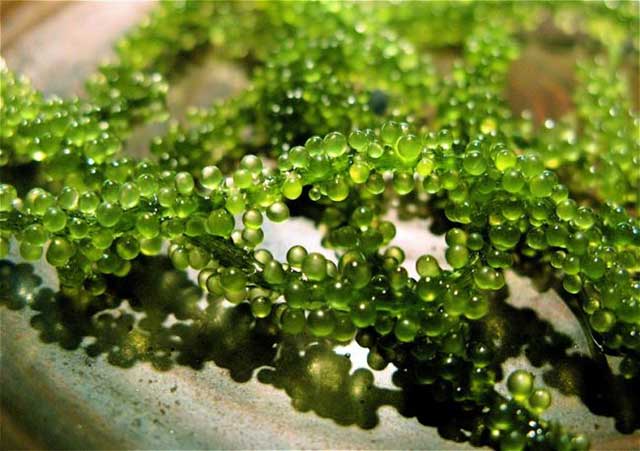Cách trồng tảo xoắn spirulina