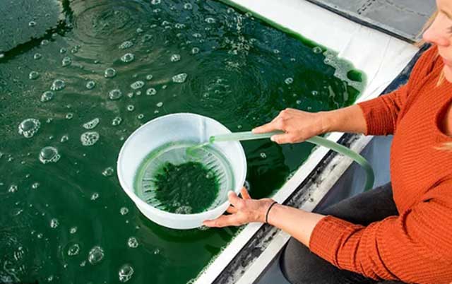 Chăm sóc tảo xoắn spirulina