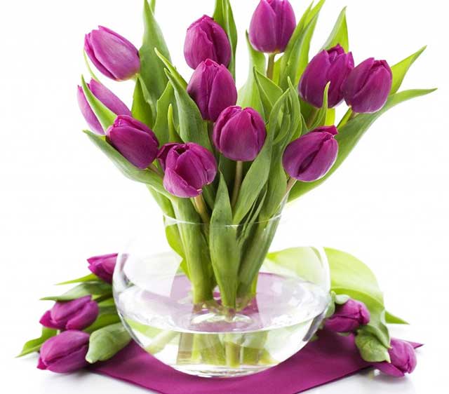 Công dụng của hoa tulip