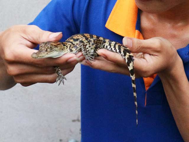 Kỹ thuật nuôi cá sấu cảnh
