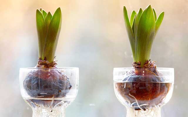 Kỹ thuật trồng hoa tulip trong nước
