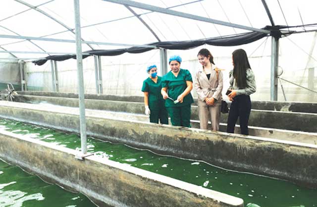 Kỹ thuật trồng tảo xoắn spirulina