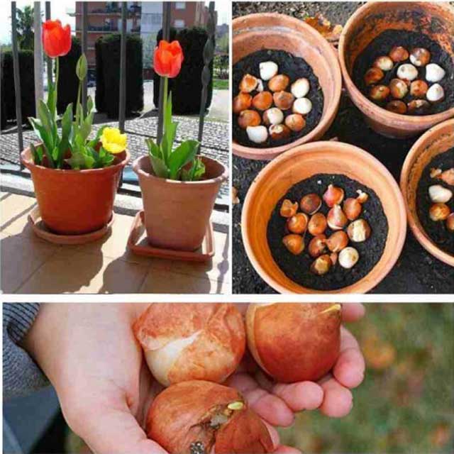 Quá trình trồng hoa tulip trong chậu