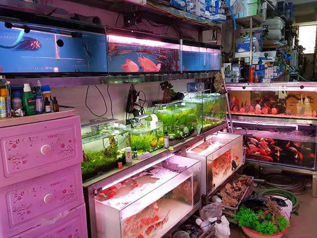 31 Tiệm cá cảnh gần đây nhất ở Hà Nội để mọi người chọn mua