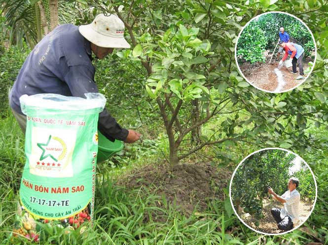 Kỹ thuật trồng Cam sành ít sâu bệnh hại quả nhiều nước - Fao.org.vn