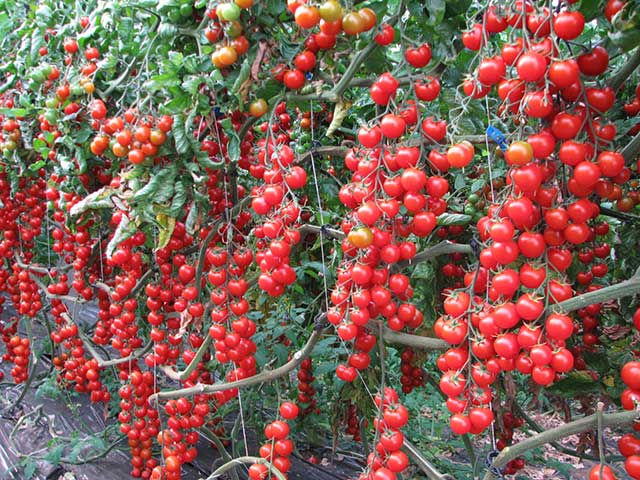 Cà chua chuỗi ngọc - các loại cây ăn quả trồng trong chậu