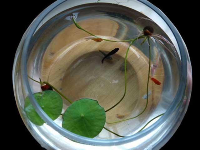 Cách trồng sen nhật mini thủy canh