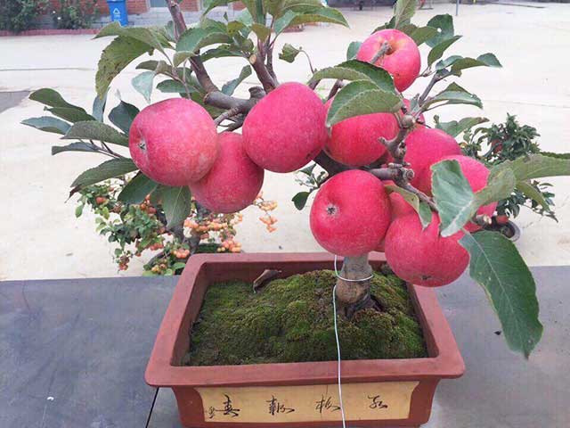 Cây táo đỏ lùn
