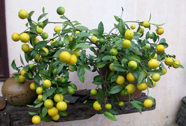 Chanh - trồng cây ăn quả trong chậu