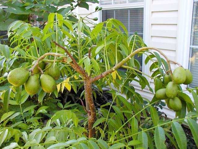Cóc - cây ăn trái trong chậu