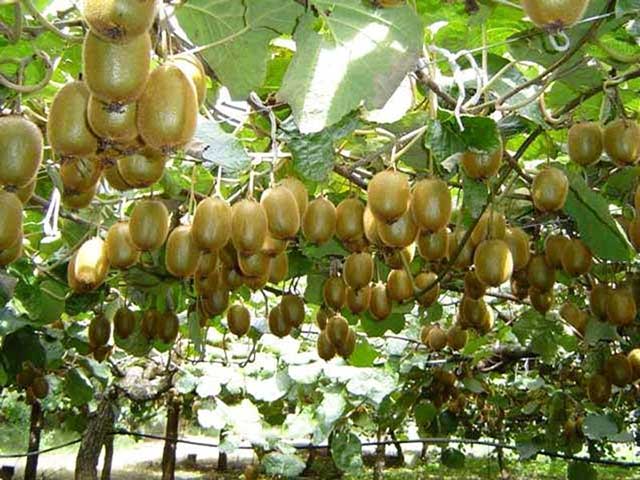 Kiwi - cây ăn quả dễ trồng