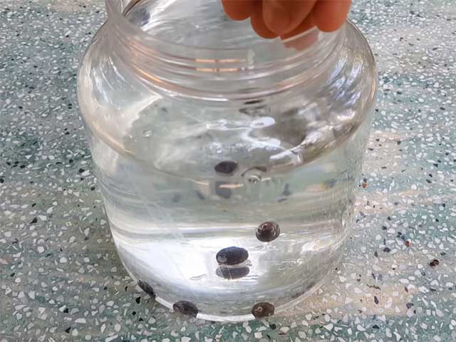 Ngâm hạt sen mini đẹp thủy sinh trồng trong nhà trong chậu