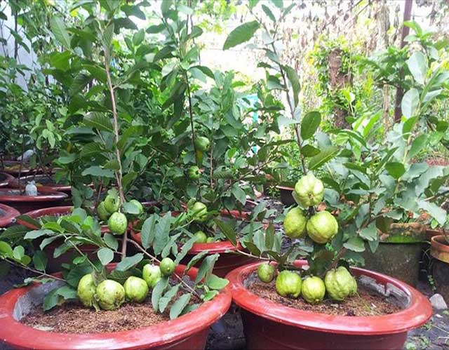 Ổi đài loan cây ăn trái dễ trồng