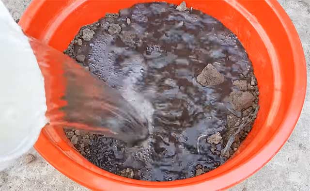 Tạo bùn trồng sen trong chậu trong bể cá