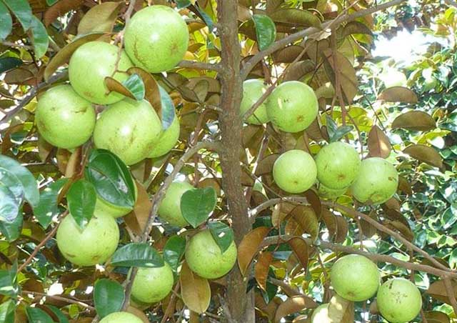 Bông tai - Loại trái cây dễ trồng