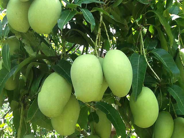 Xoài - các loại cây ăn quả dễ trồng