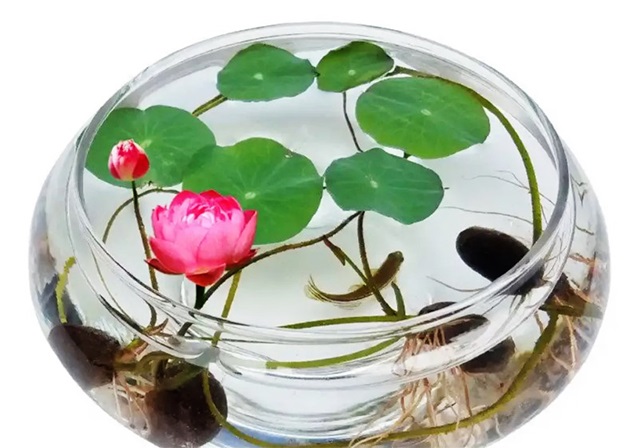 Địa chỉ mua hoa sen cảnh thủy sinh đẹp tại Lâm Đồng giá rẻ: