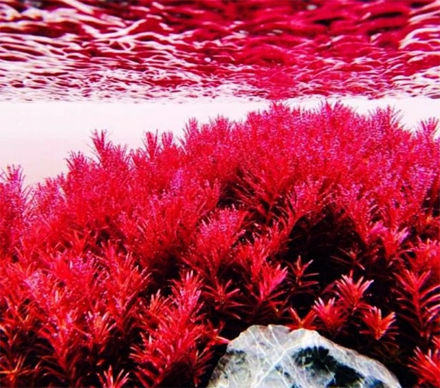 Cây vảy ốc đỏ thủy sinh