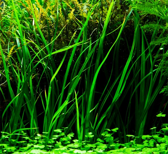 Cây cỏ narong thủy sinh