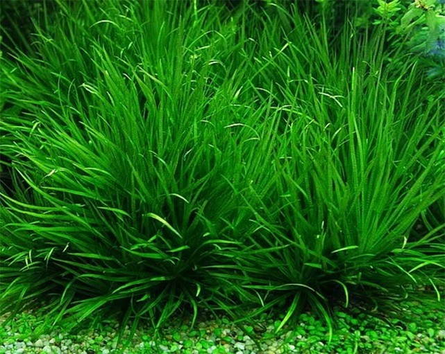 Cây thủy sinh cỏ Nhật