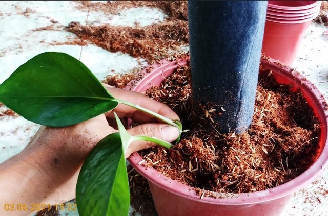 Cách trồng cây trầu bà trong chậu trong vườn nhà