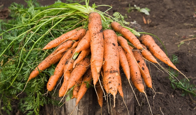 Kỹ thuật trồng cà rốt đơn giản, cách trồng cây cà rốt