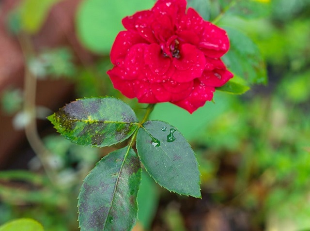 Hình ảnh Bệnh đốm đen xanh lá bằng cánh tỉa lá siet ở hoa hồng bạch ho mini