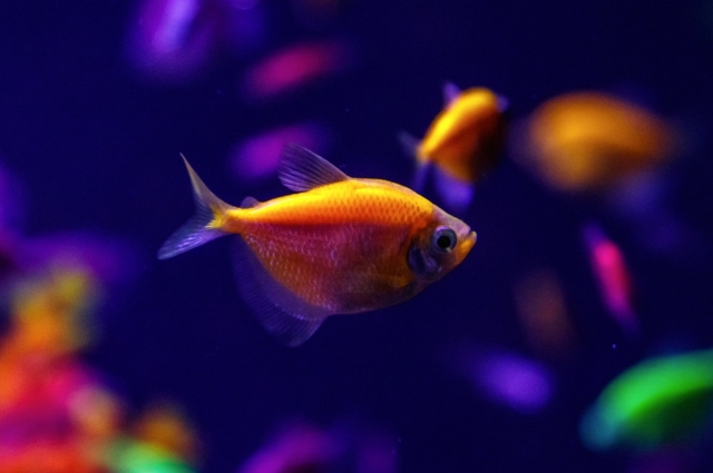 cá huỳnh quang, GloFish, GMO, dễ nuôi