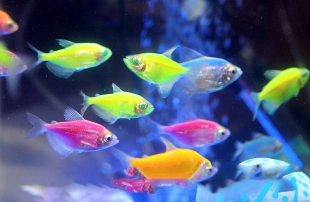 cá huỳnh quang nuôi trong bể, siêu đẹp, biến đổi gene