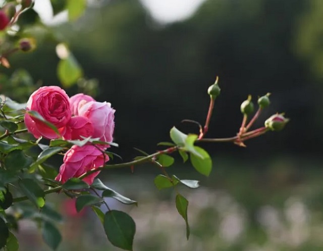 Hình ảnh Chi tiết kỹ thuật cách trồng hoa hồng leo nở ra nhiều hoa đẹp nhất