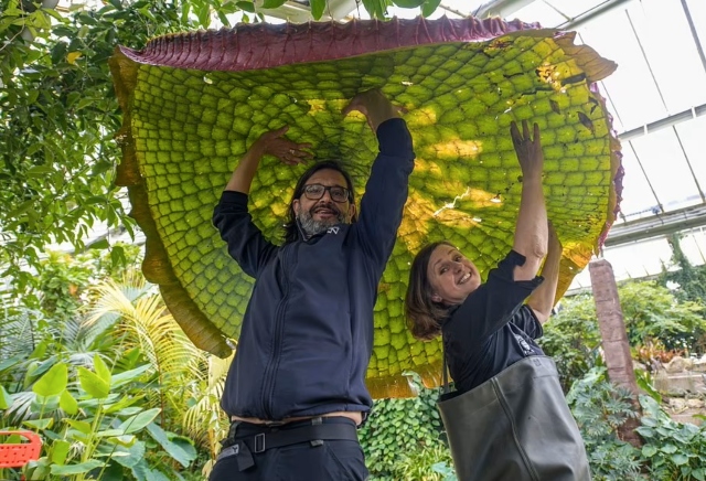 hoa súng -Victoria cruziana, Phát hiện loài hoa súng khổng lồ lá rộng 3m ở Anh