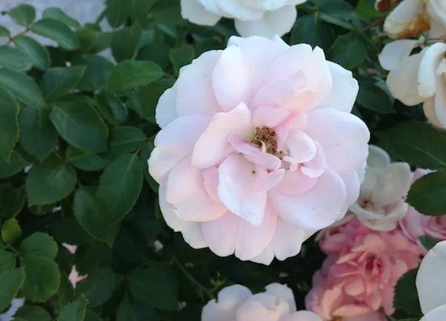 Hình ảnh bệnh trên cây hoa hồng mới trồng leo ban công trong chậu khi mua về