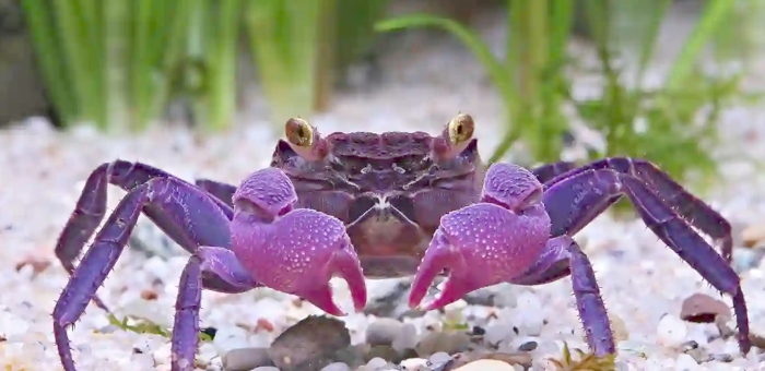 Crab Matano, Trào lưu nuôi cua kiểng nhiều màu sắc làm ... thú cưng