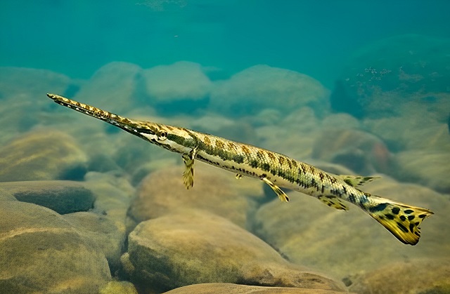 Đặc điểm nhận dạng của loài cá sấu hỏa tiễn