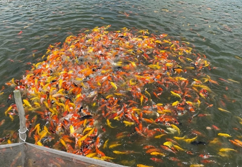 Danh sách địa chỉ trại cá cảnh lớn uy tính tại Sài Gòn