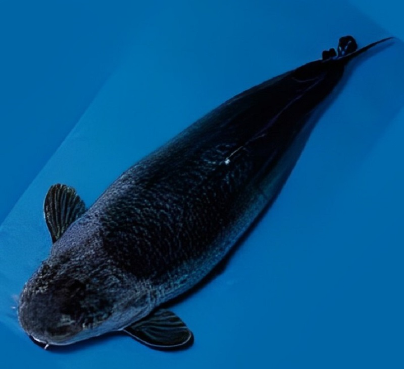 Cá Koi Karasu với màu đen độc đáo