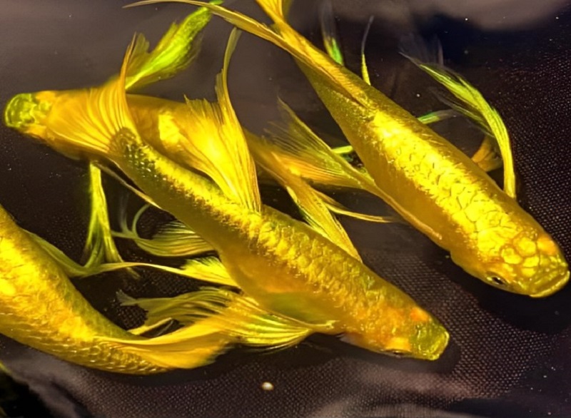 Top 5 loại cá cảnh màu vàng đẹp mang phong thủy tốt