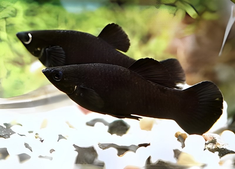 Cá Bình Tích – dòng cá cảnh màu đen được nuôi phổ biến