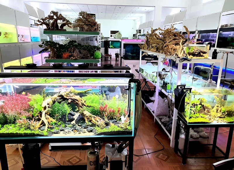 Cửa hàng cá cảnh Hoàng Lam – Phân phối cá cảnh Cần Thơ