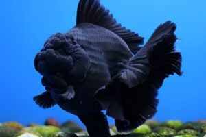 Cá cảnh màu đen - Loài cá phong thủy được ưa chuộng