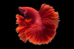 Top 7 giống cá cảnh màu đỏ rực rỡ và bắt mắt nhất