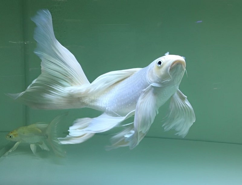 Cá chép Koi màu trắng