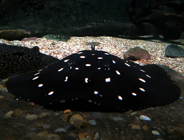 Cá đuối nước ngọt Polka Dot - Cá cảnh đắt ngang siêu xe