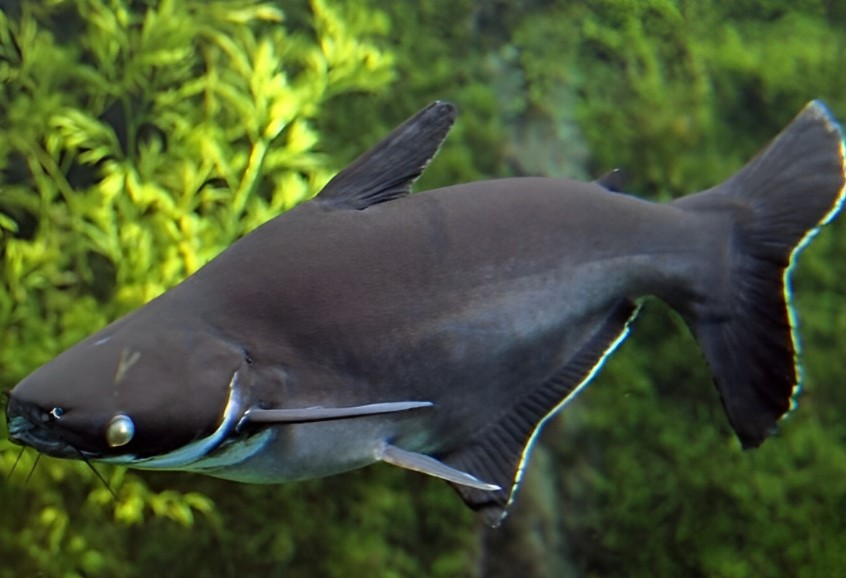 Cá mập nước ngọt đen siêu độc và lạ