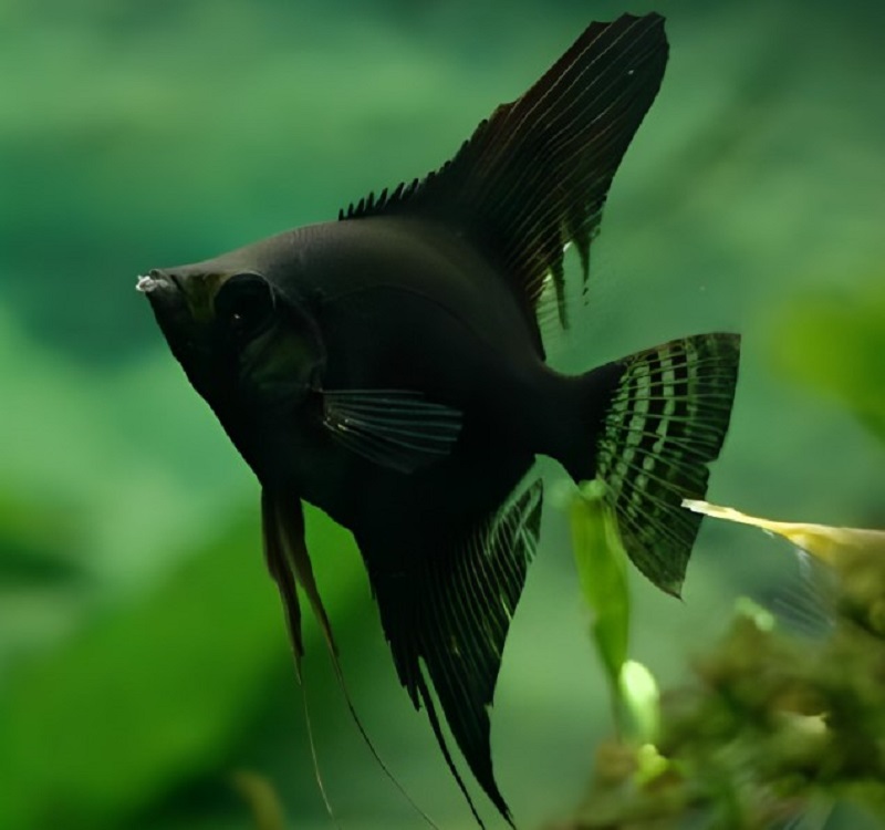 Loài cá với tên gọi mỹ miều – cá thần tiên đen