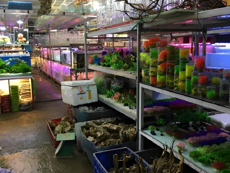 Cá cảnhTài – Shop bán cá cảnh tại Đà Nẵng