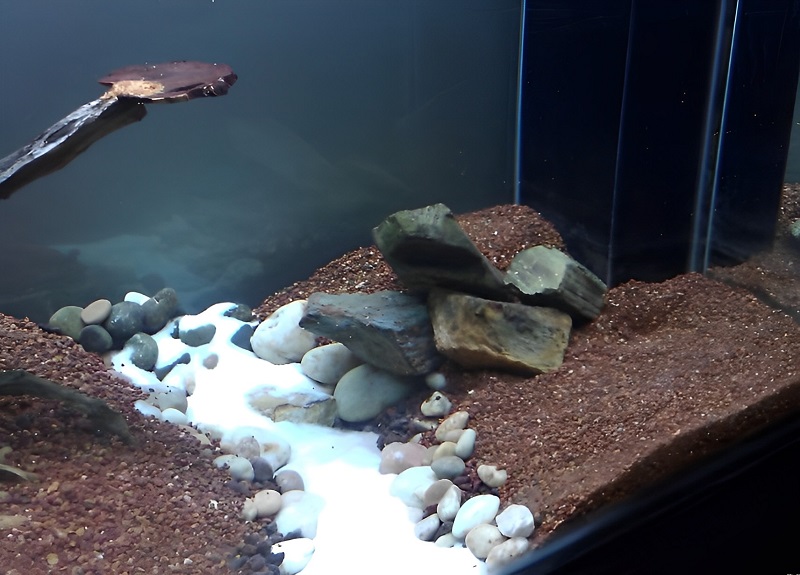 Chọn chất nền bể cá có tông màu trung tính